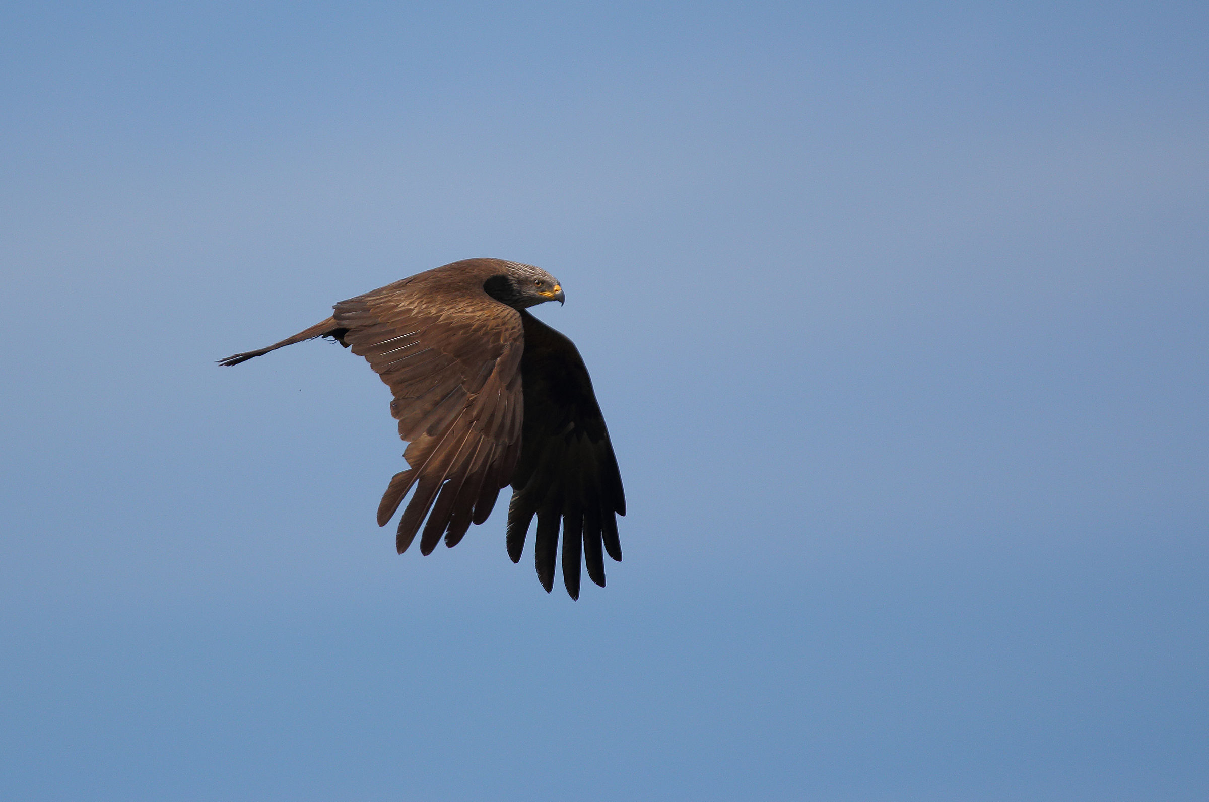 Black kite