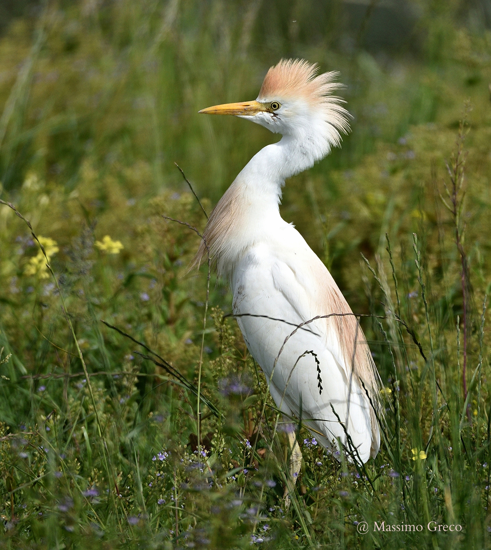 An attitude impettito- egret