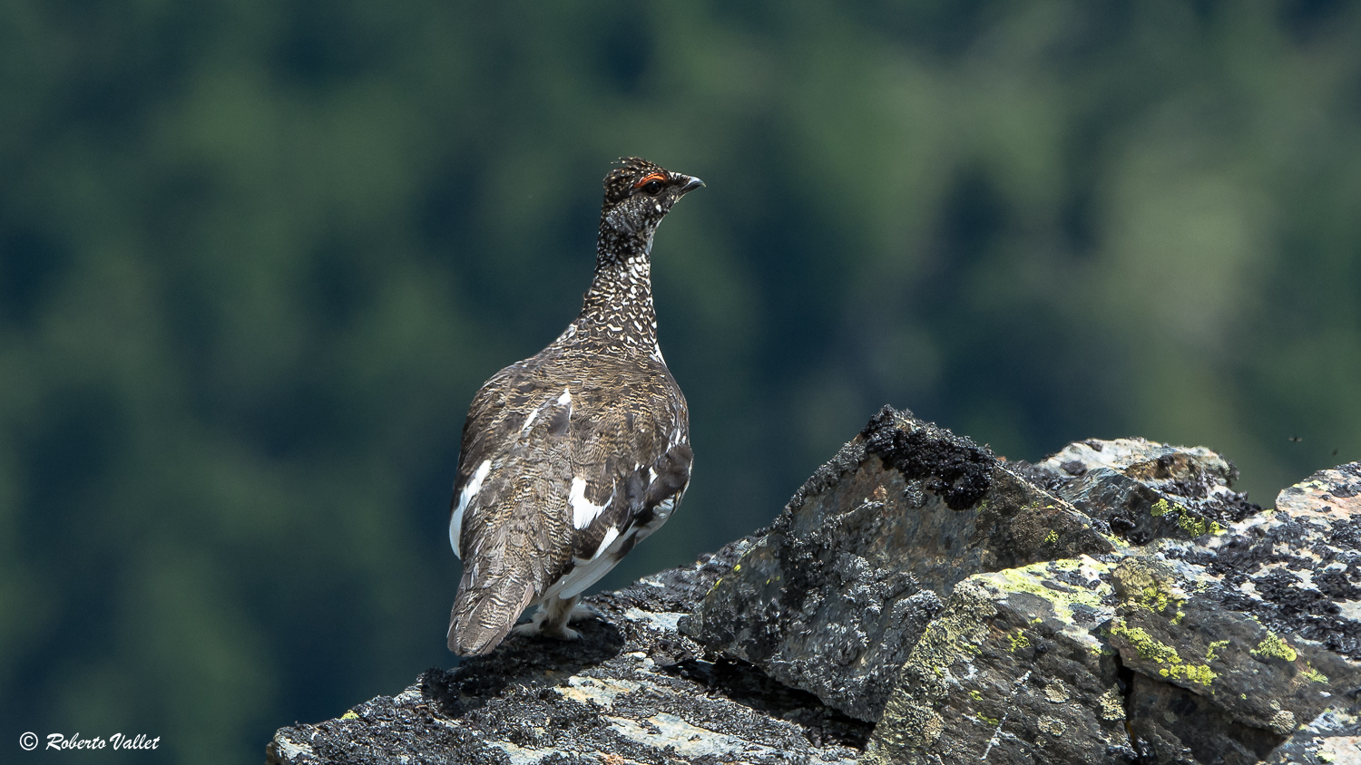 La bianca, in abito estivo