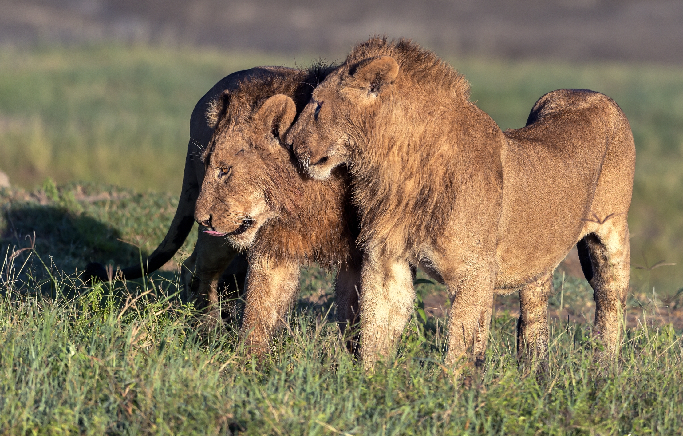 Tanzania 2016 - Brothers