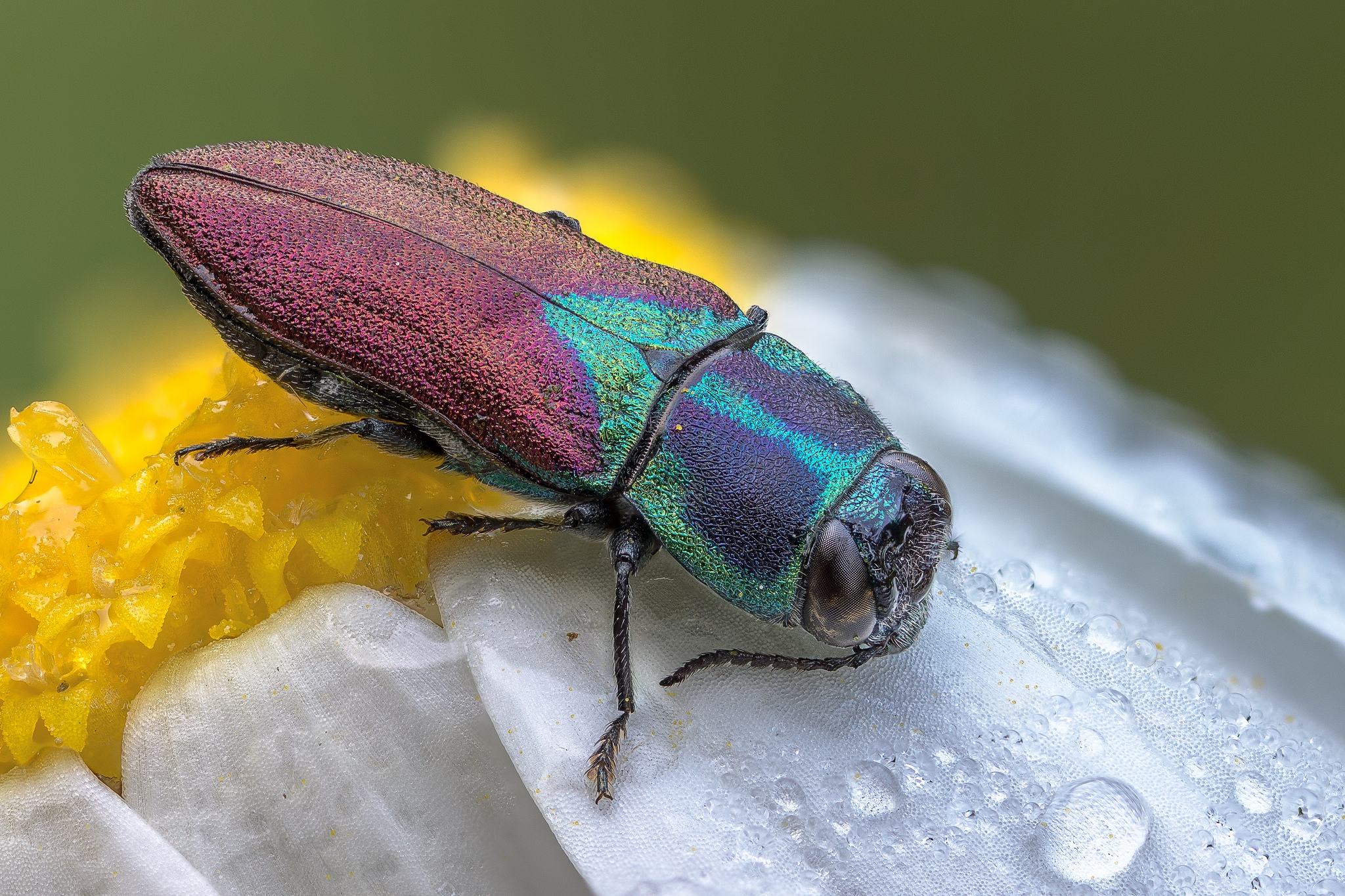 Anthaxia scutellaris