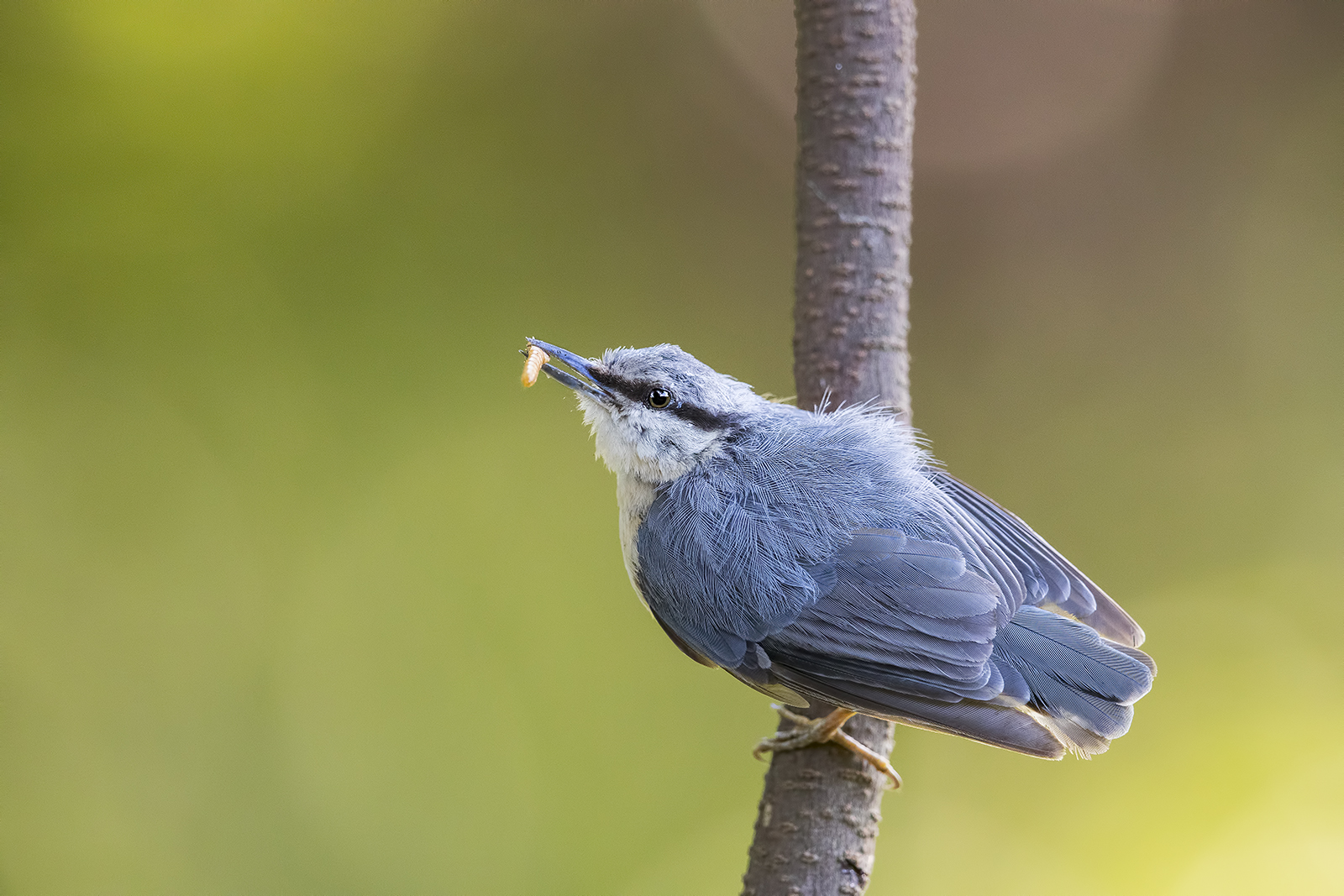 primo scatto 1dx mk2 e 500f4 II