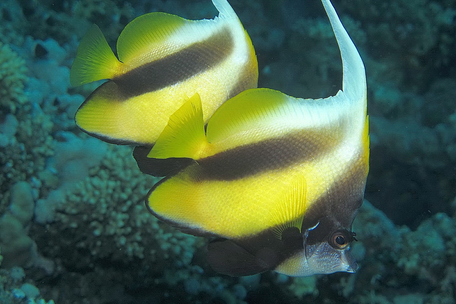 Butterfly flag pair - Woodhouse reef, Red Sea