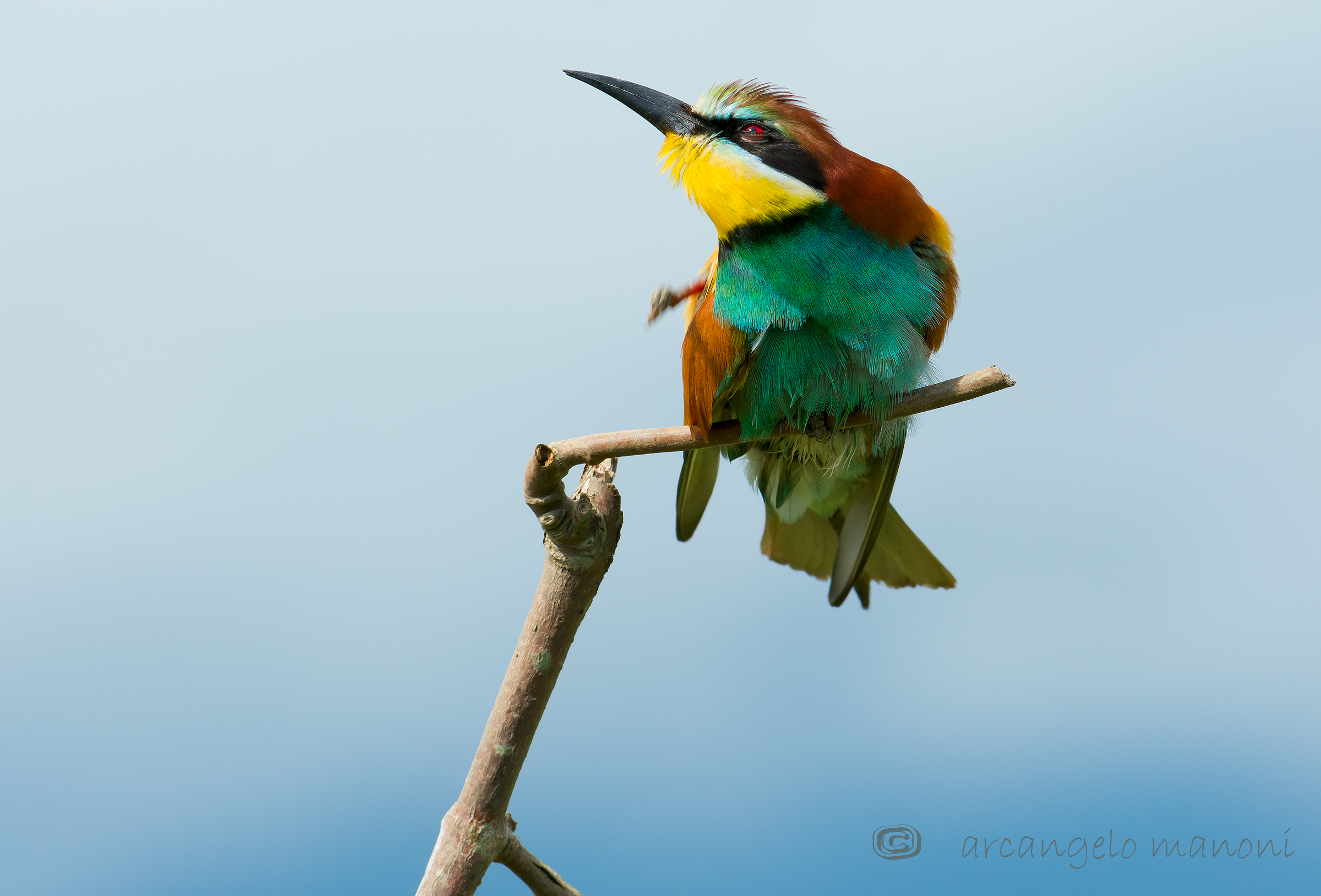 Mannaggia a stè pulci!!