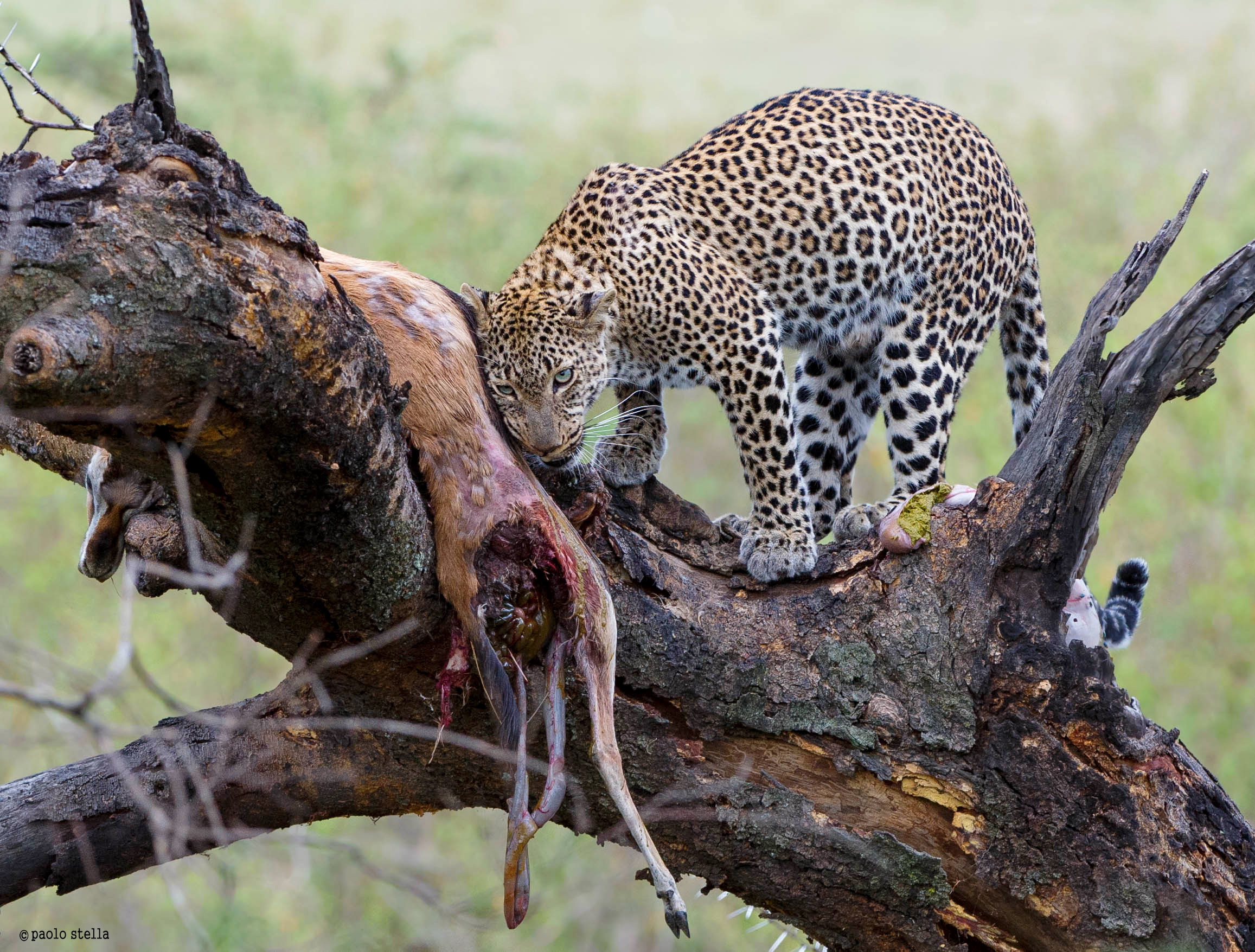 roaring leopard with the kill