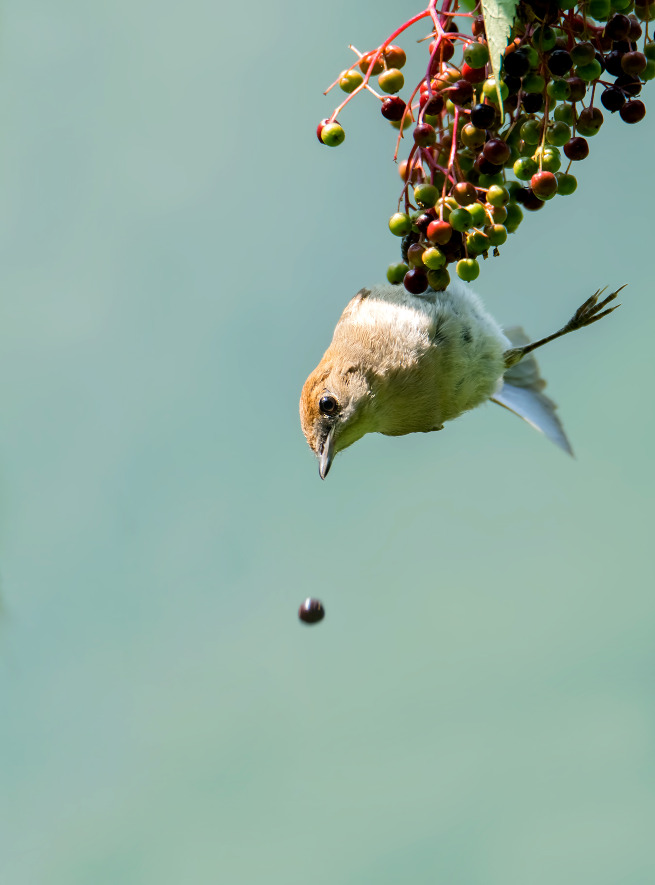 Capinera (giovane femmina)