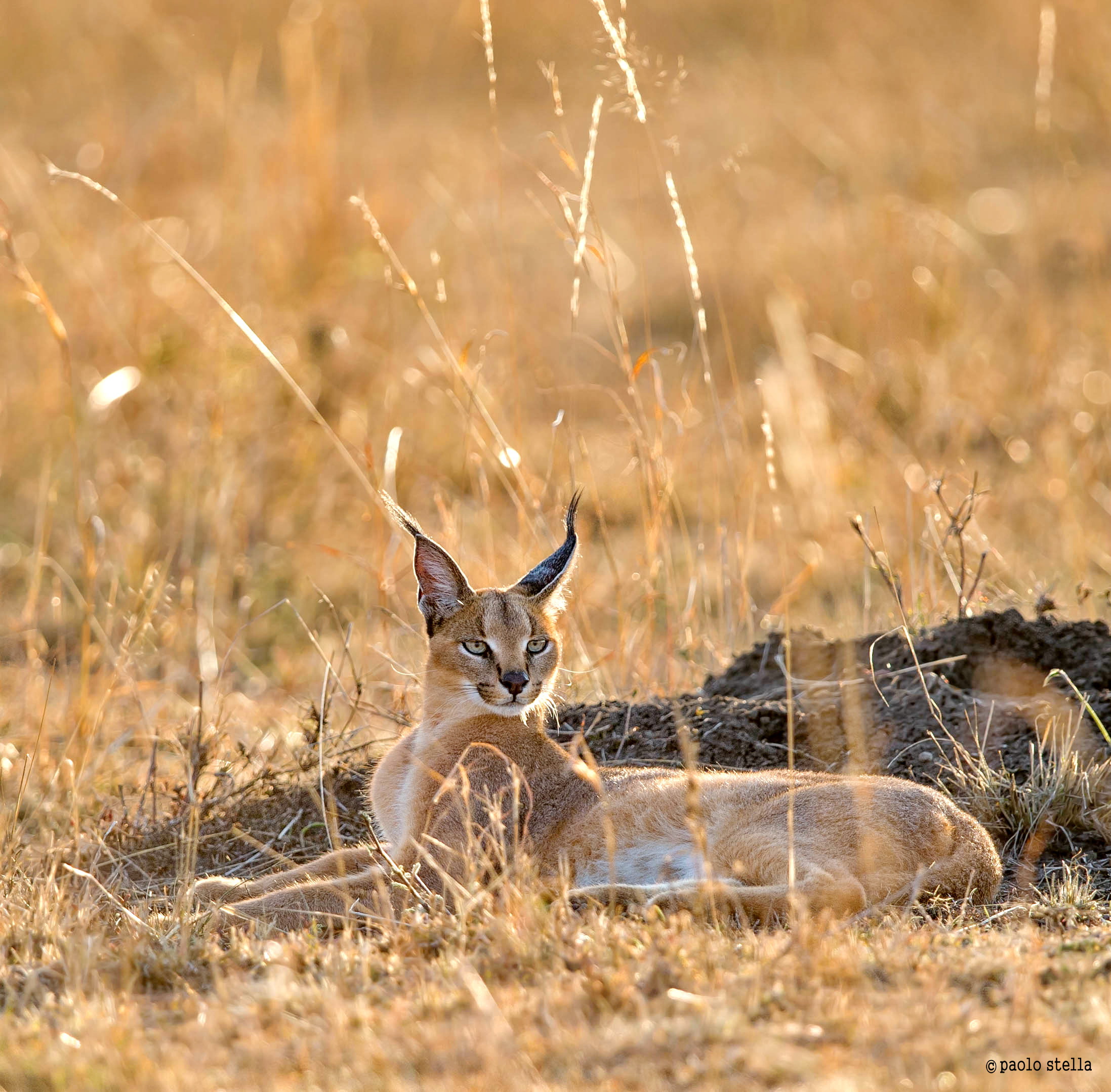 my gattino..preferito