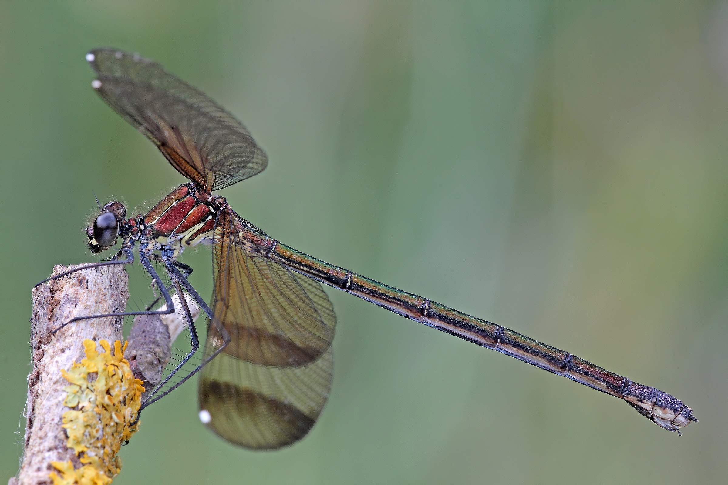 Il Soggetto Sempre In Primo Piano !!!