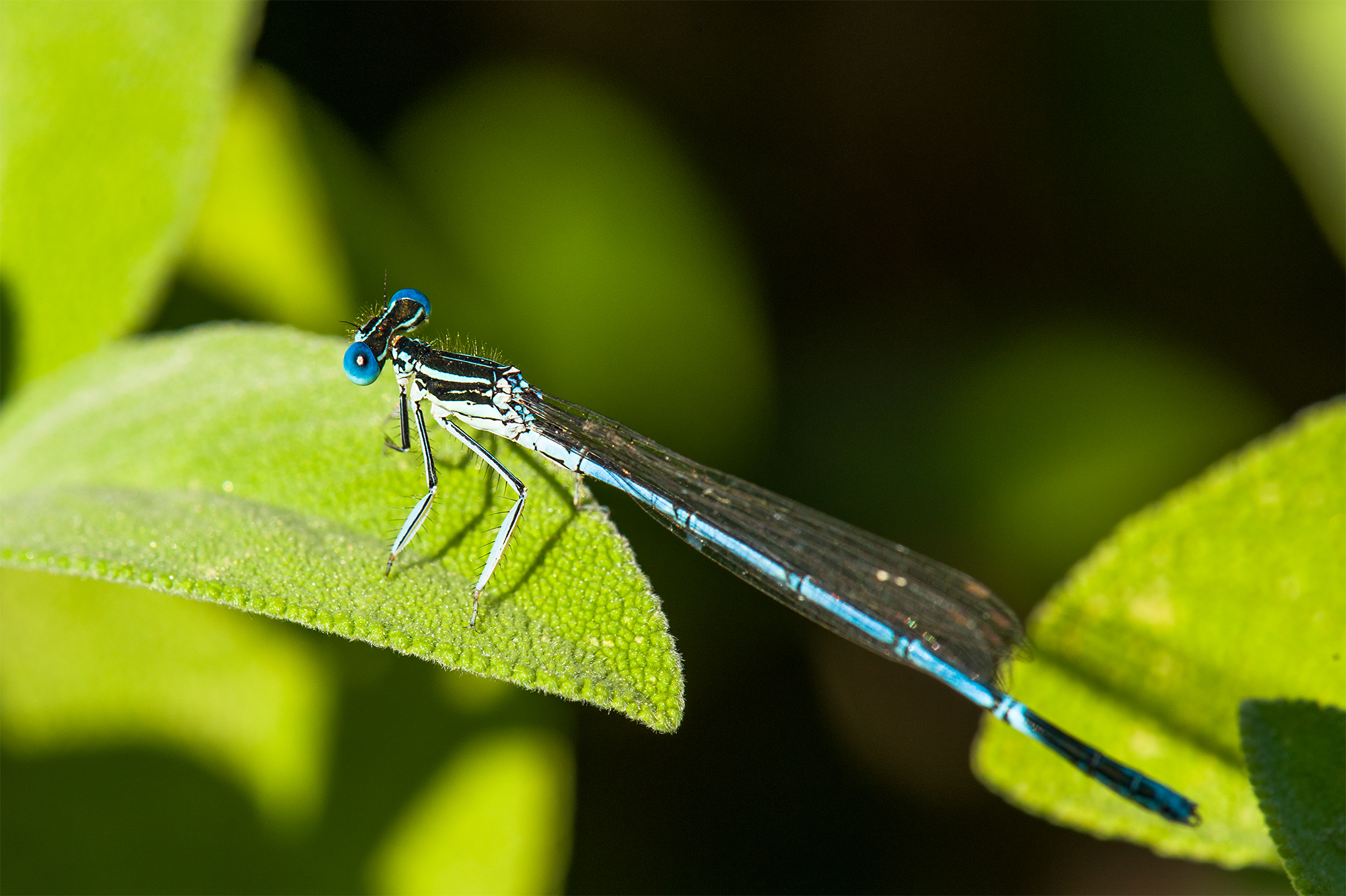 Blue Dragonfly