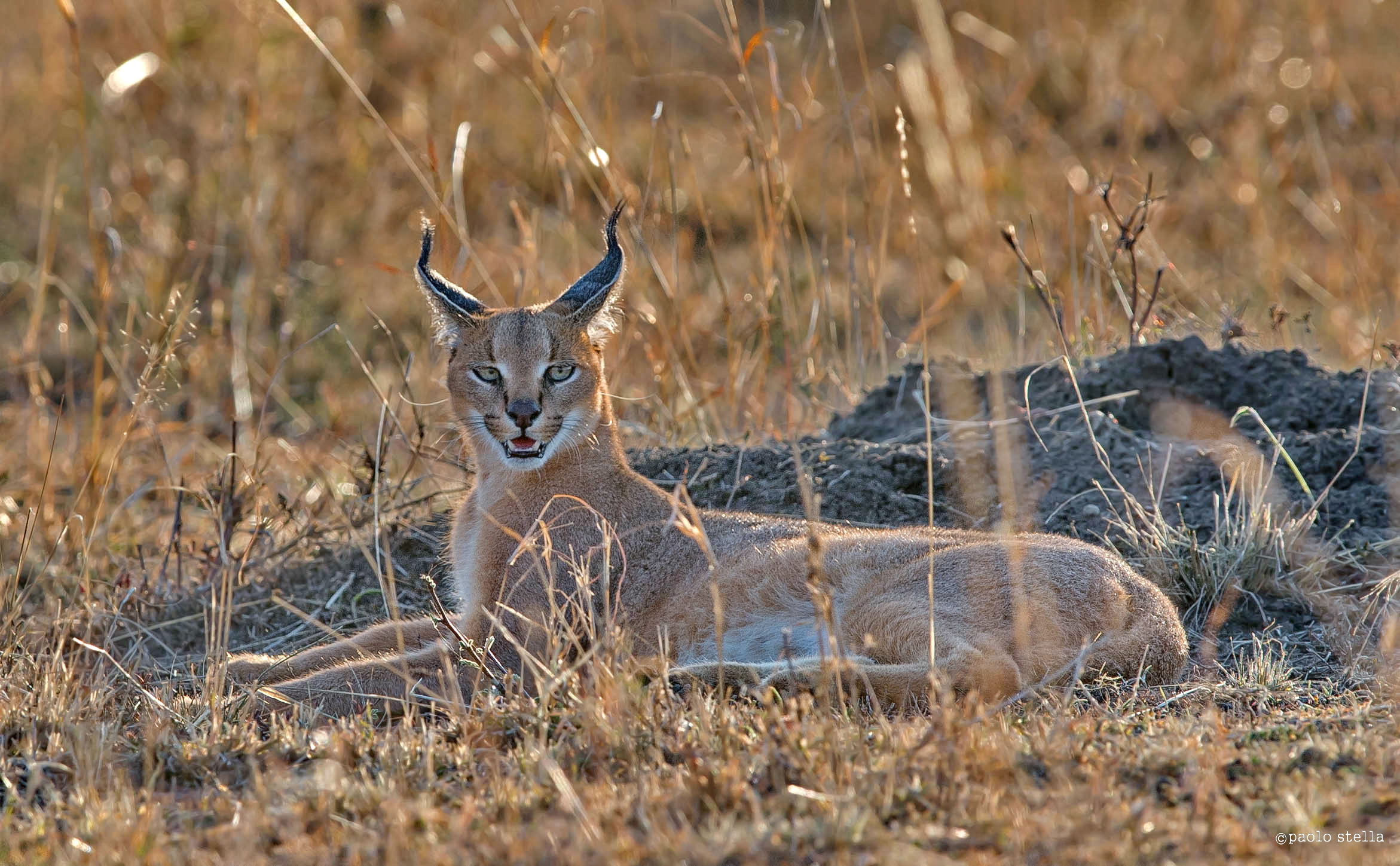 caracal portrait