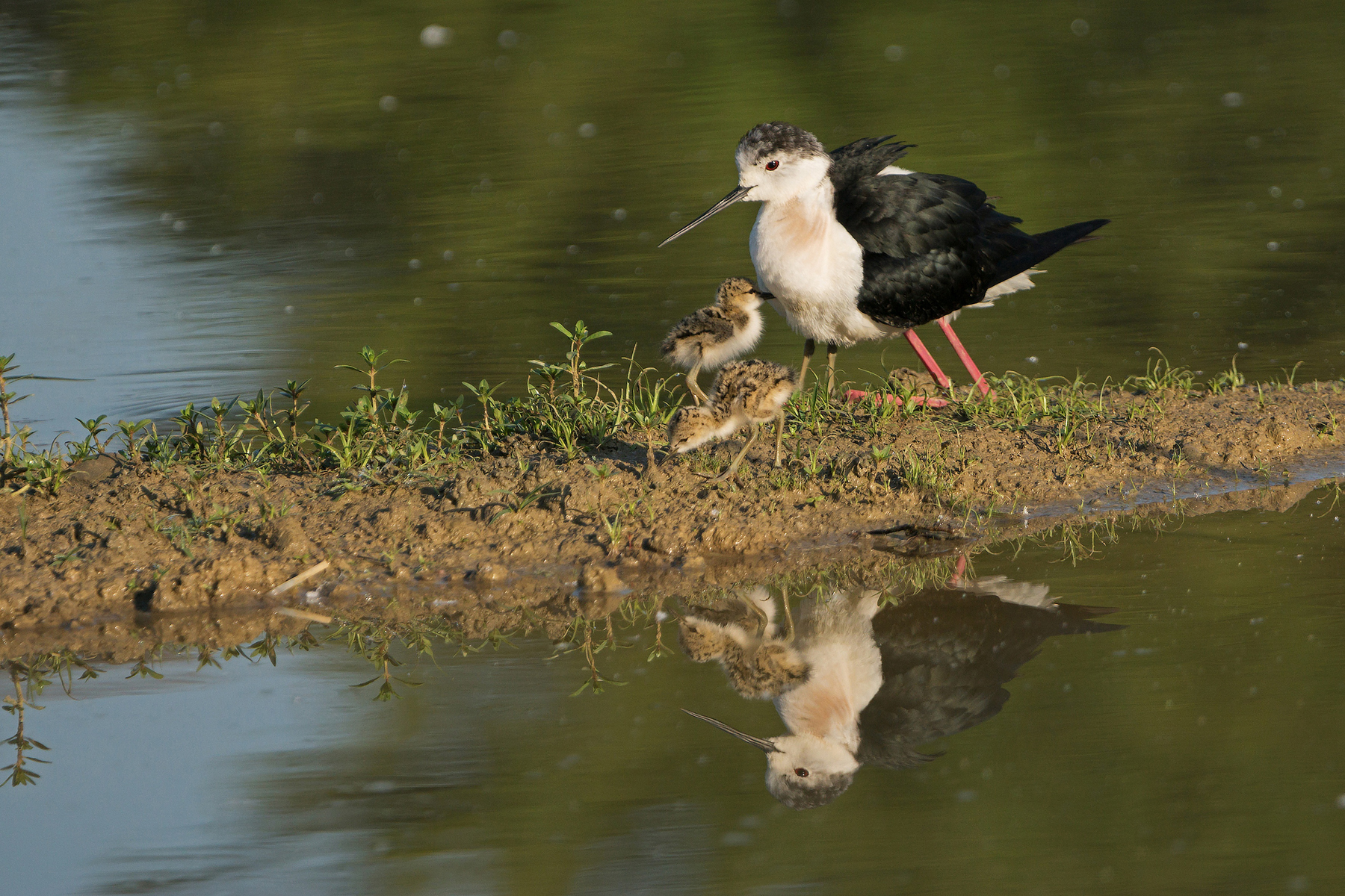 Knight with offspring