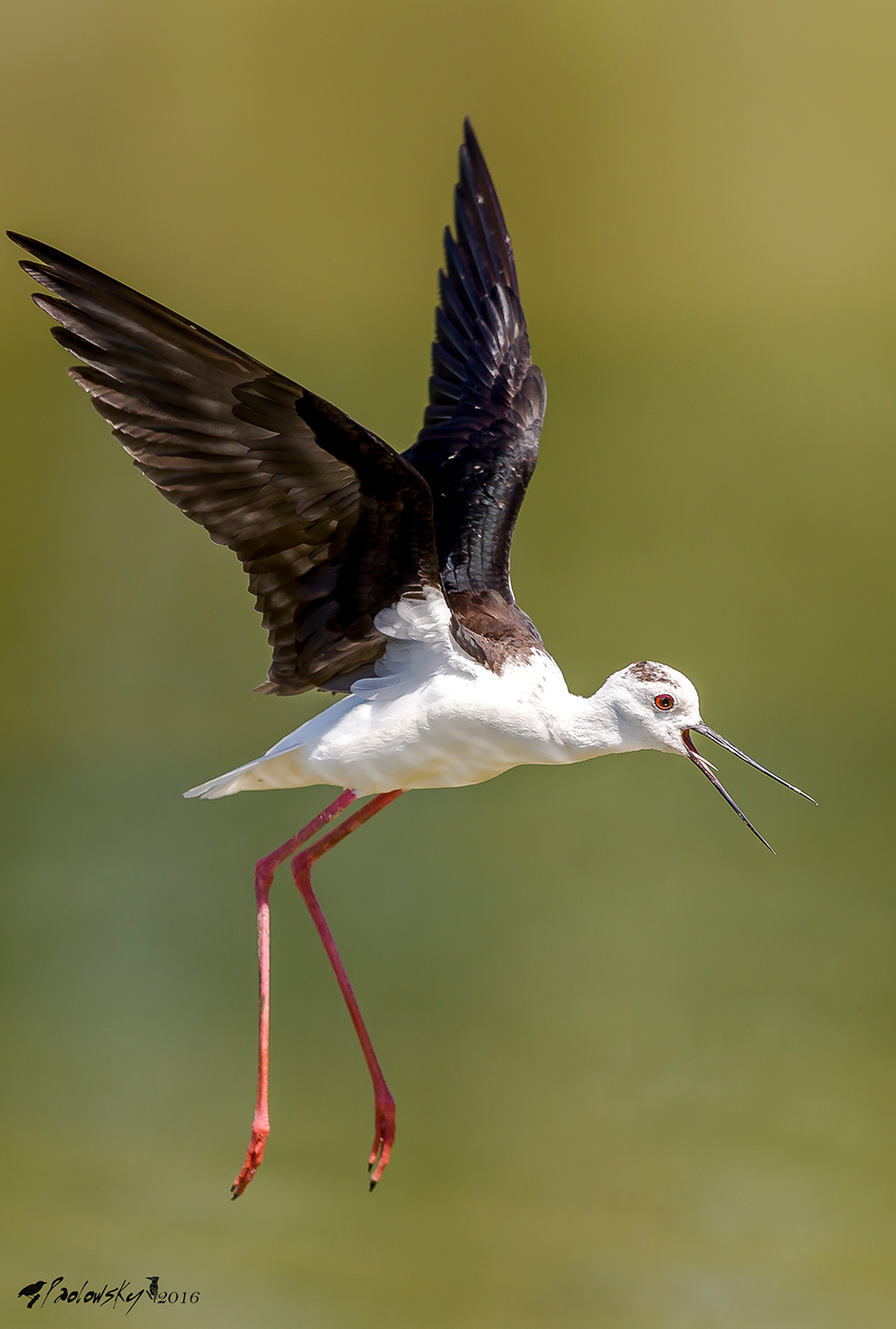 Cavaliere sbraitante