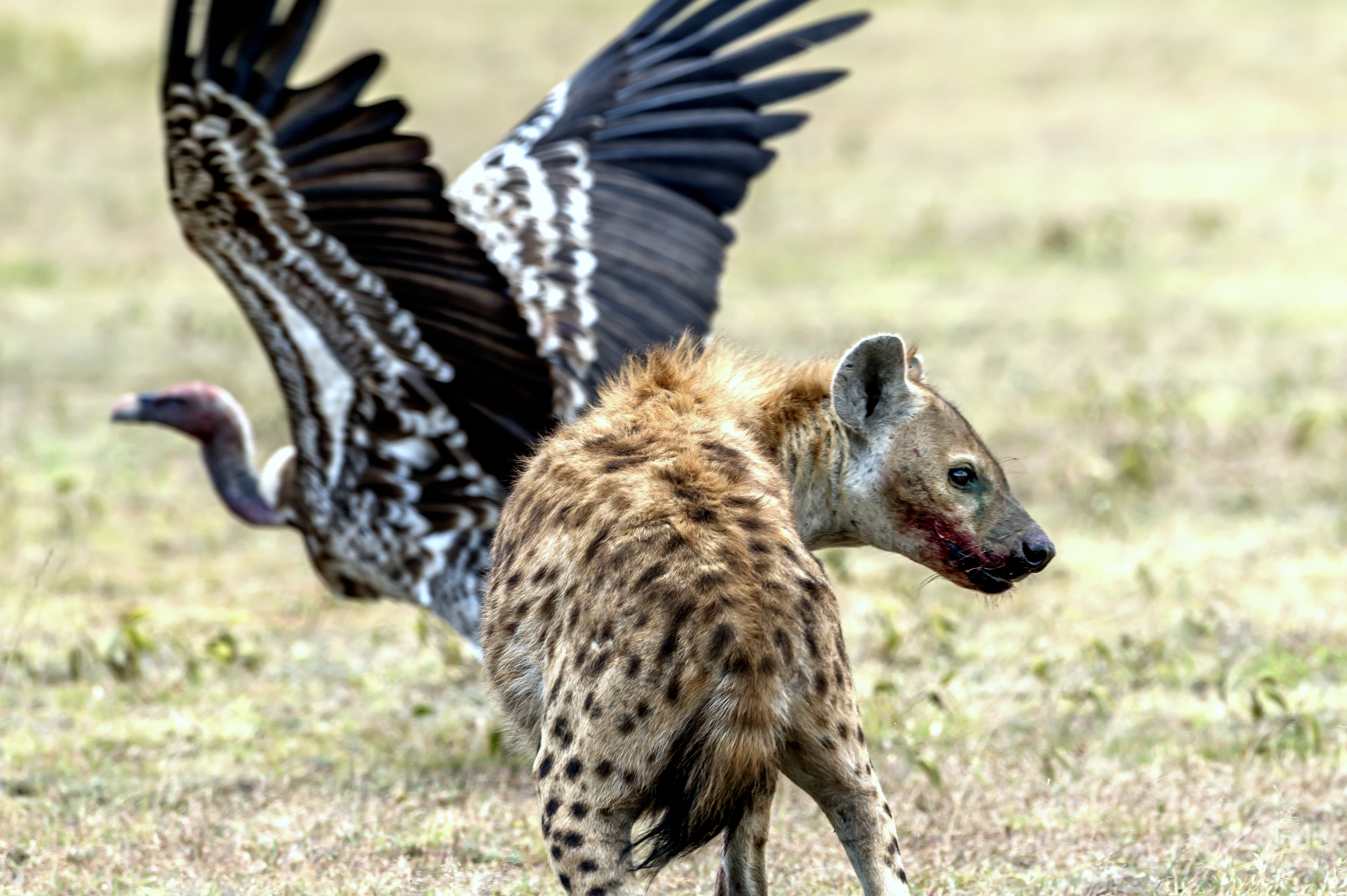 Tanzania 2016 - Saprofagi