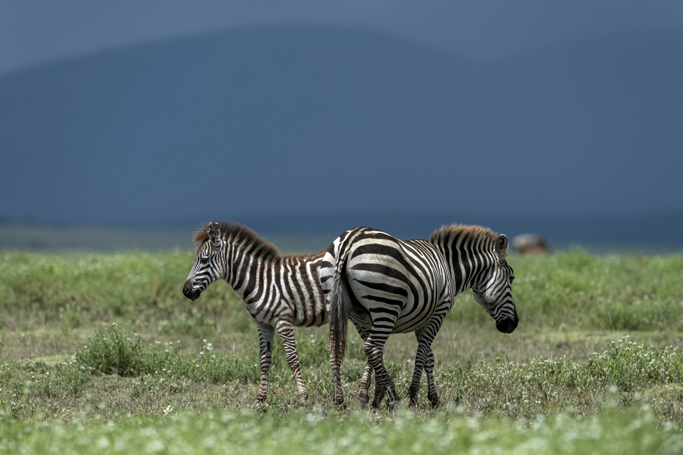Tanzania 2016 - Zebras