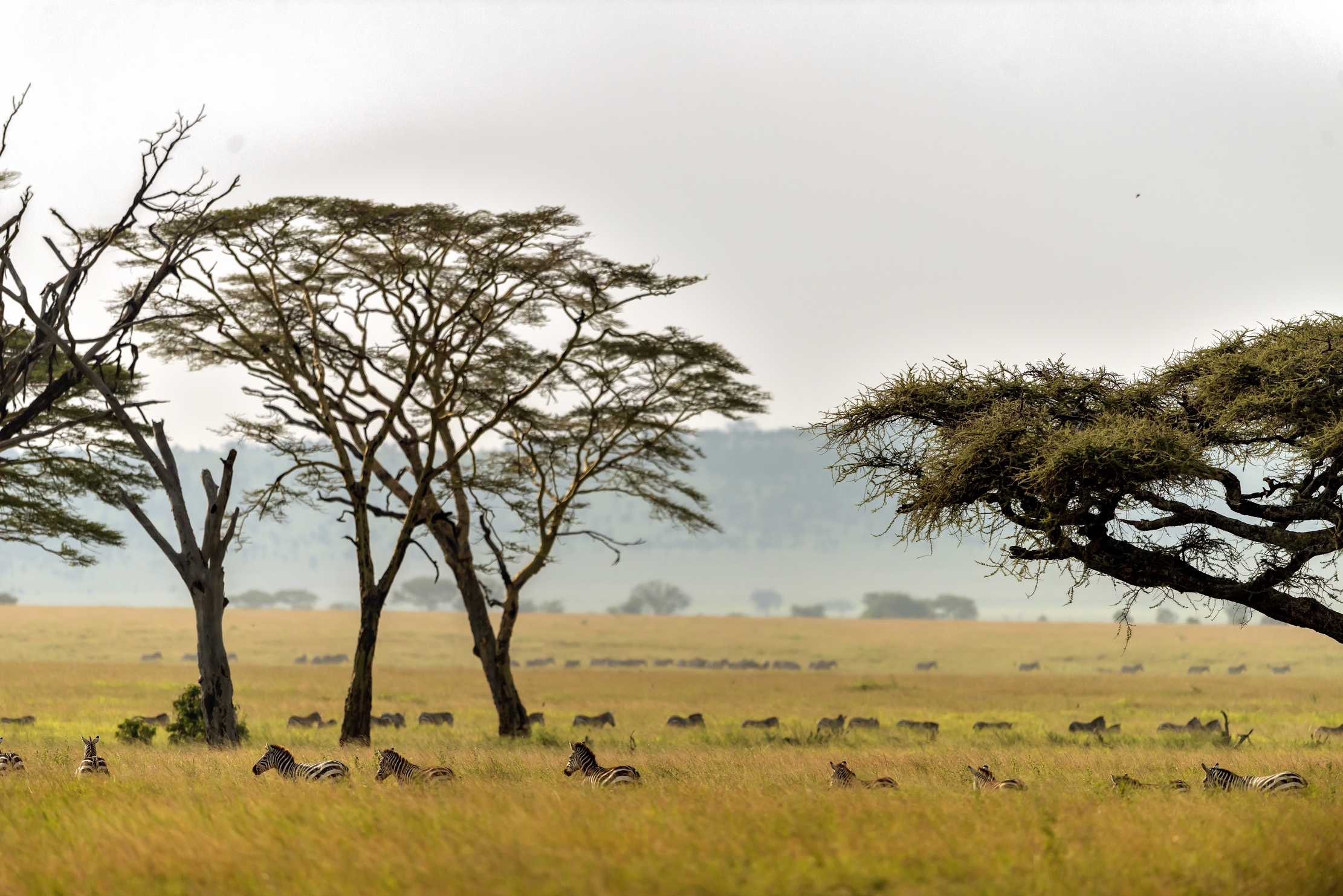 Tanzania 2016 - Serengeti