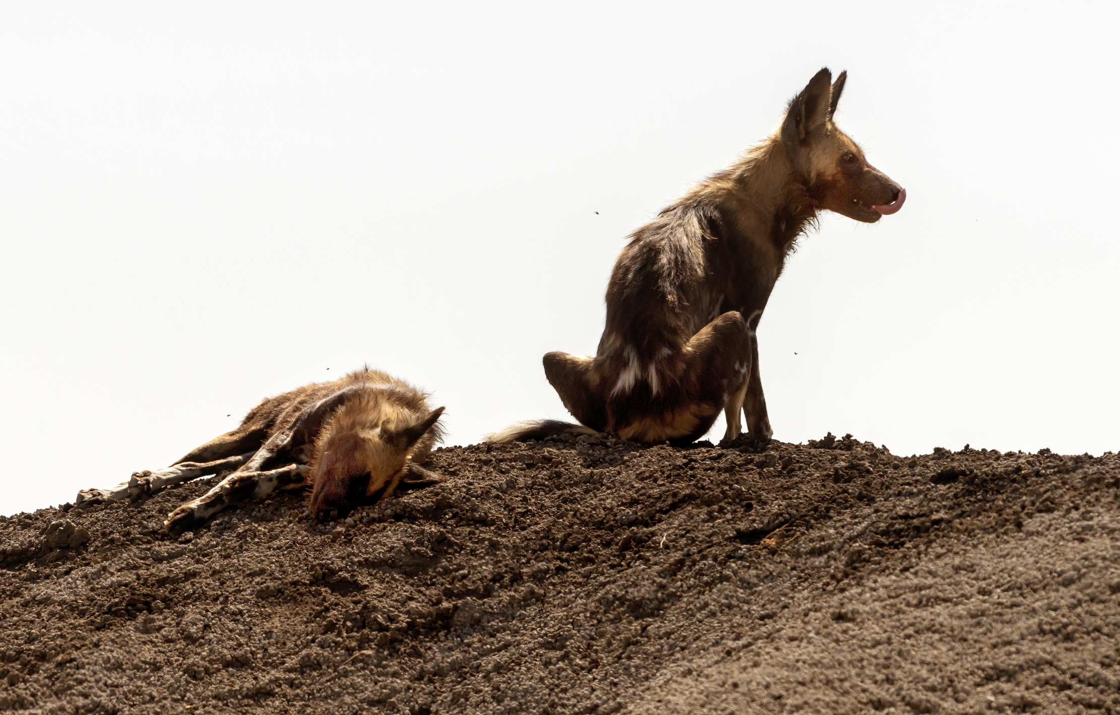 Tanzania 2016 - Licaoni