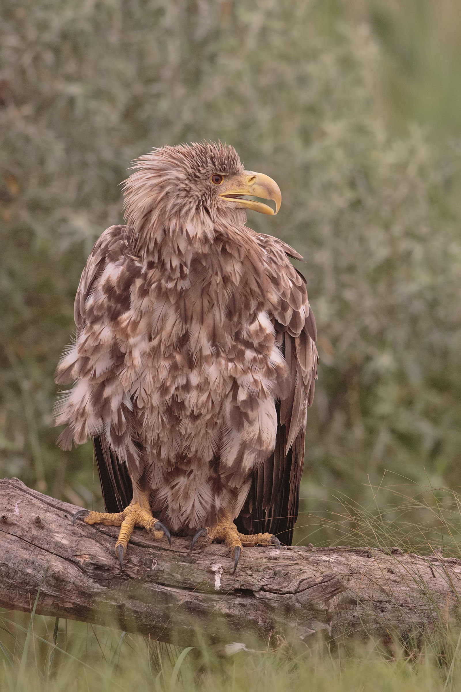 pullo ... so to speak!