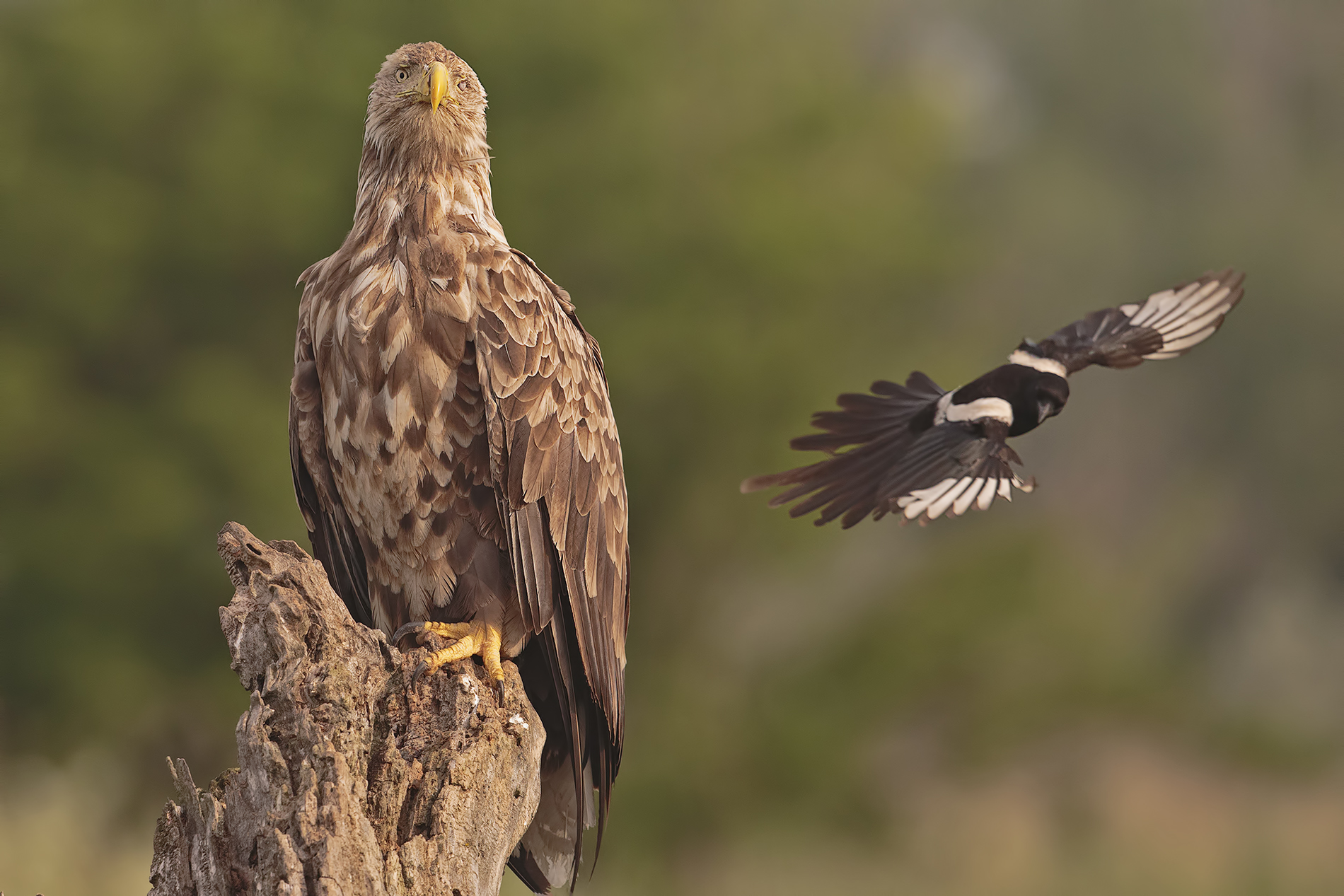 attack ..alle shoulders