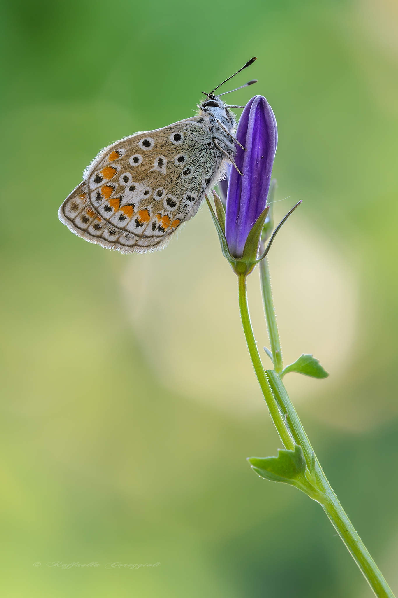 Polyommatus icarus