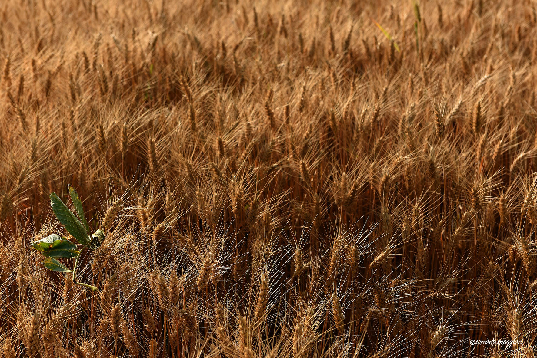 Happy Summer to all!