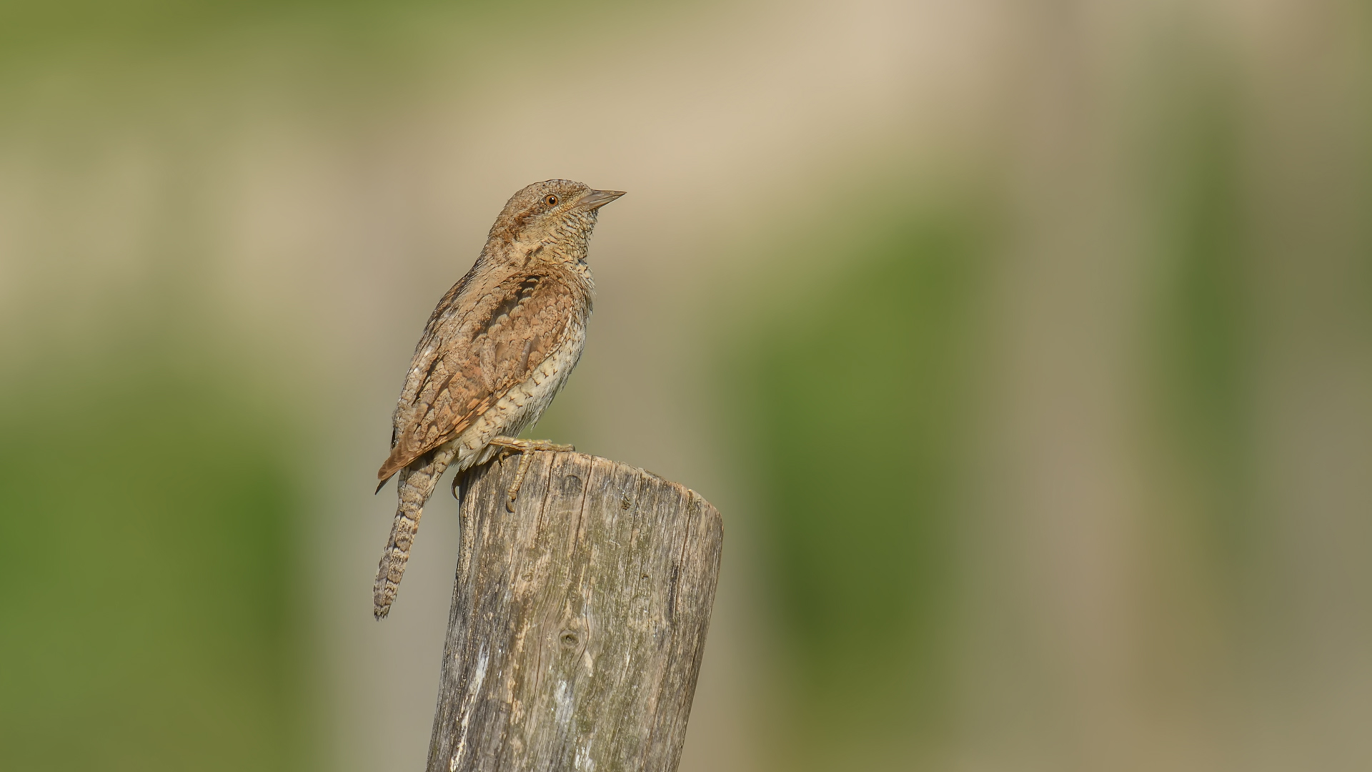 Jynx torquilla »Torcicollo