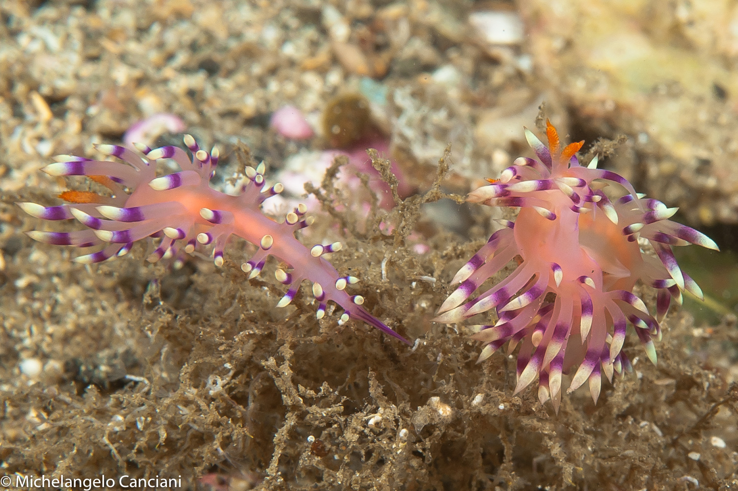 flabellina exoptata
