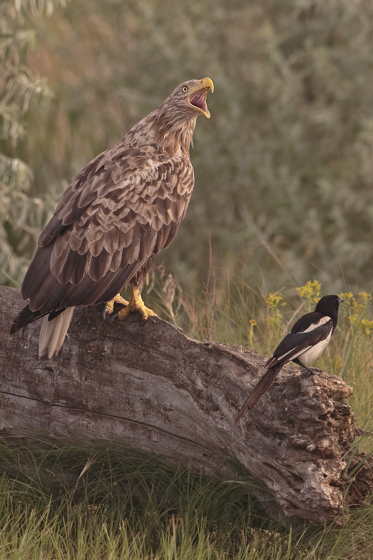 the strongest legge..del!