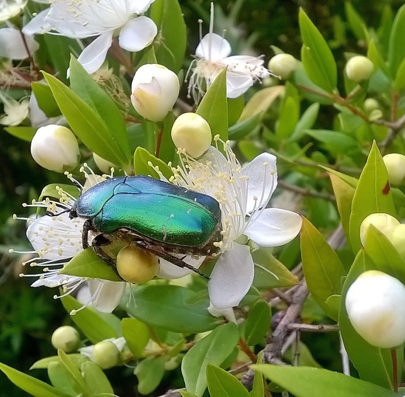 Beetle on myrtle flower