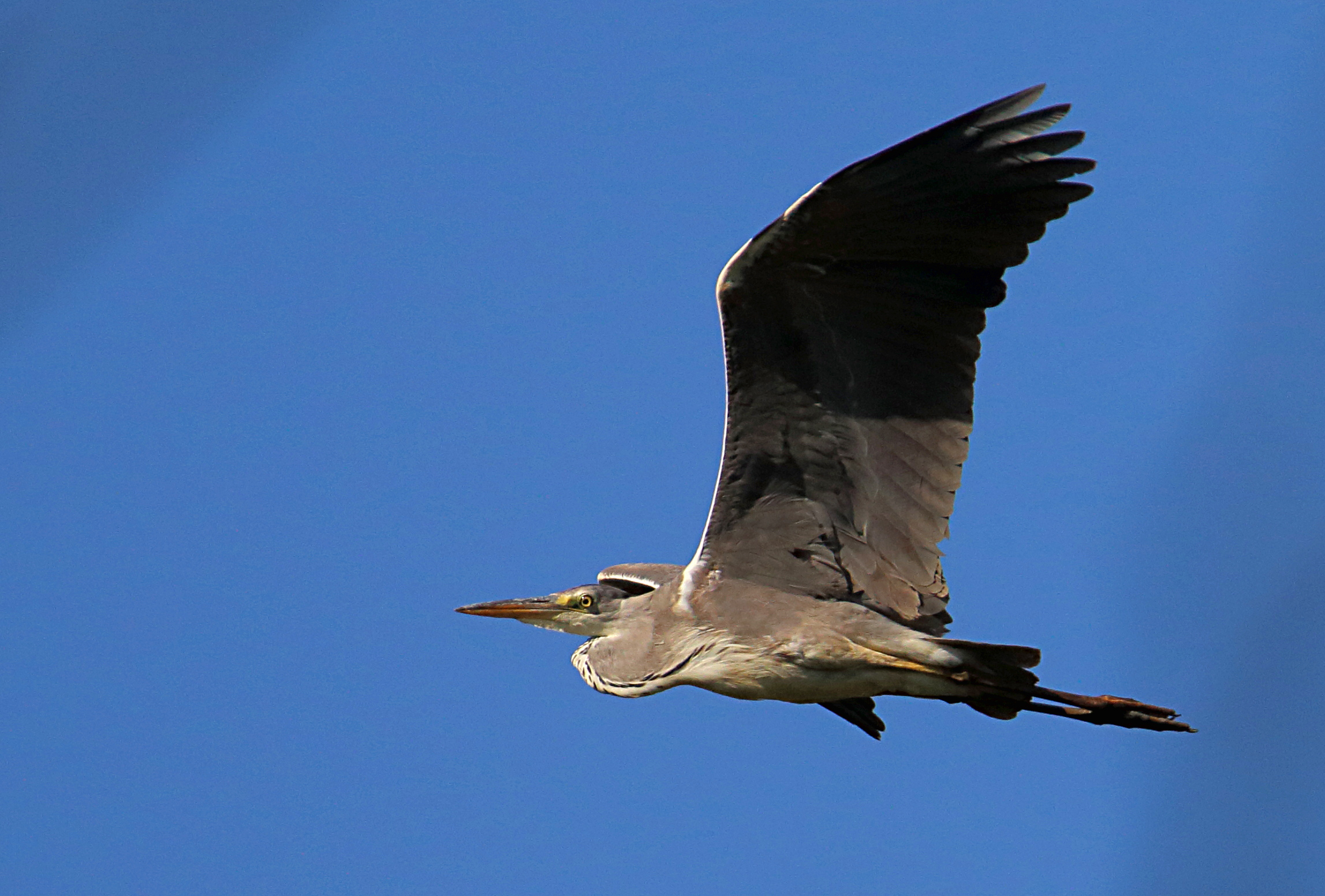 Heron in flight