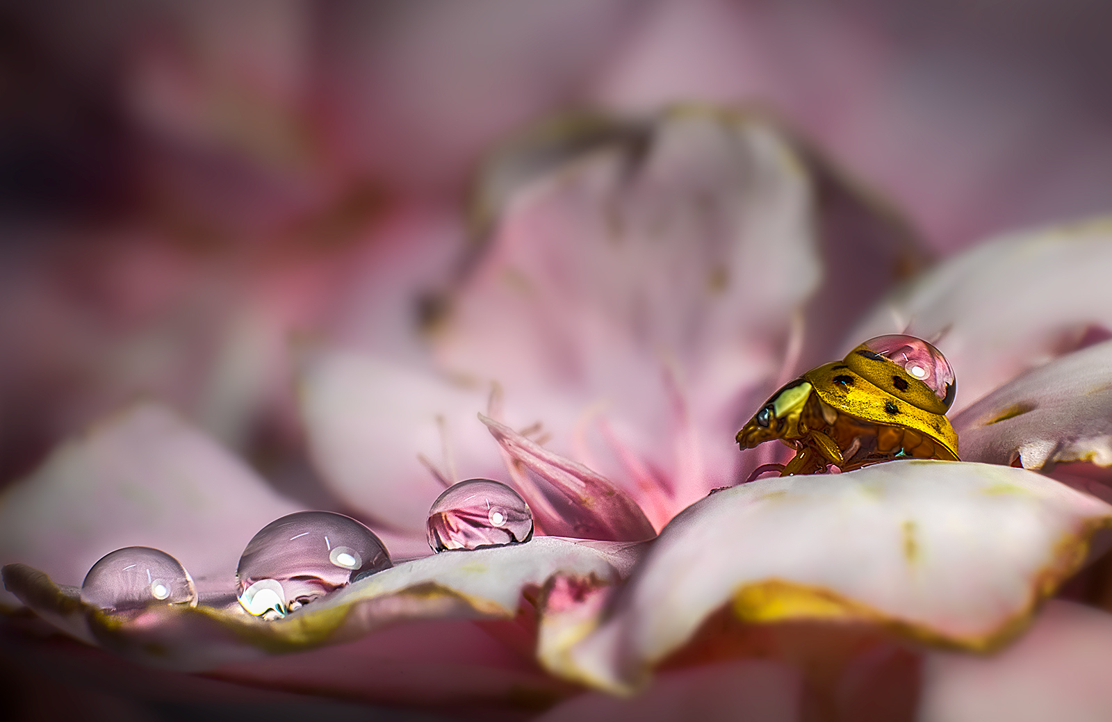 ladybug and drops