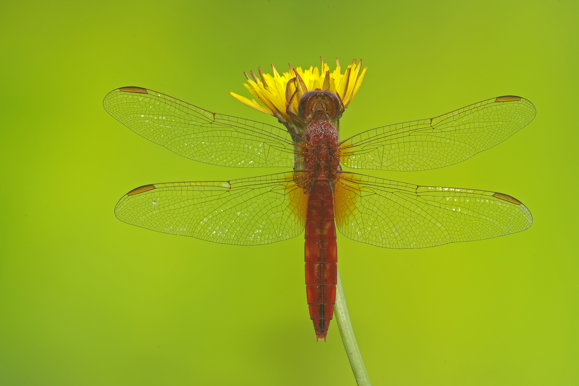 Crocothemis erythraea