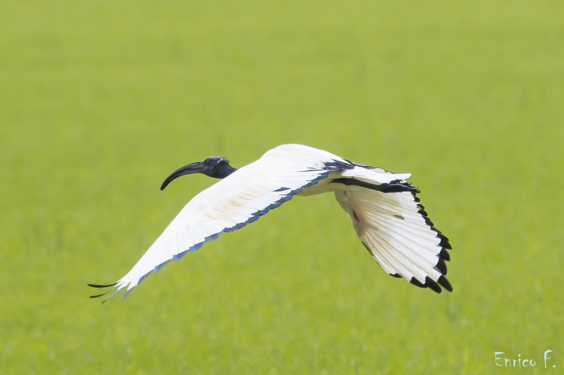 sacred ibis