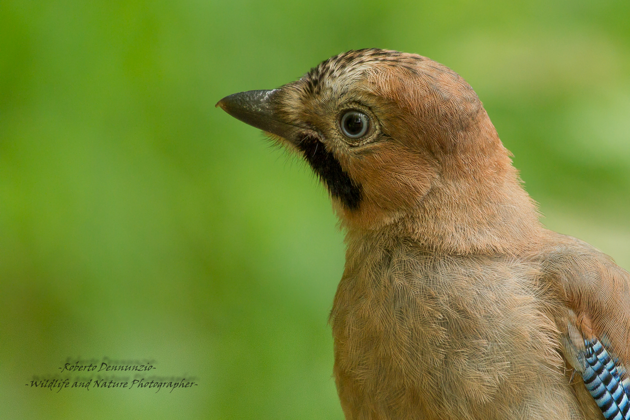 Young spring chicken