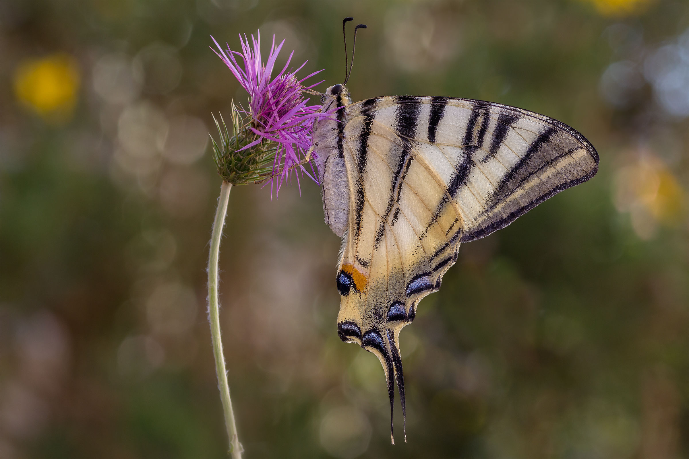Scarce Swallowtail