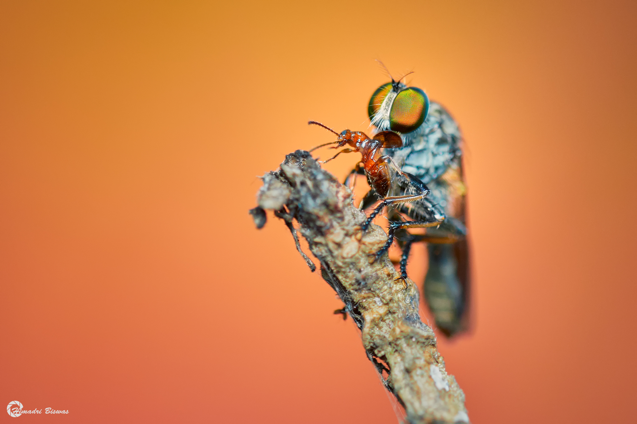 Robber fly with catch