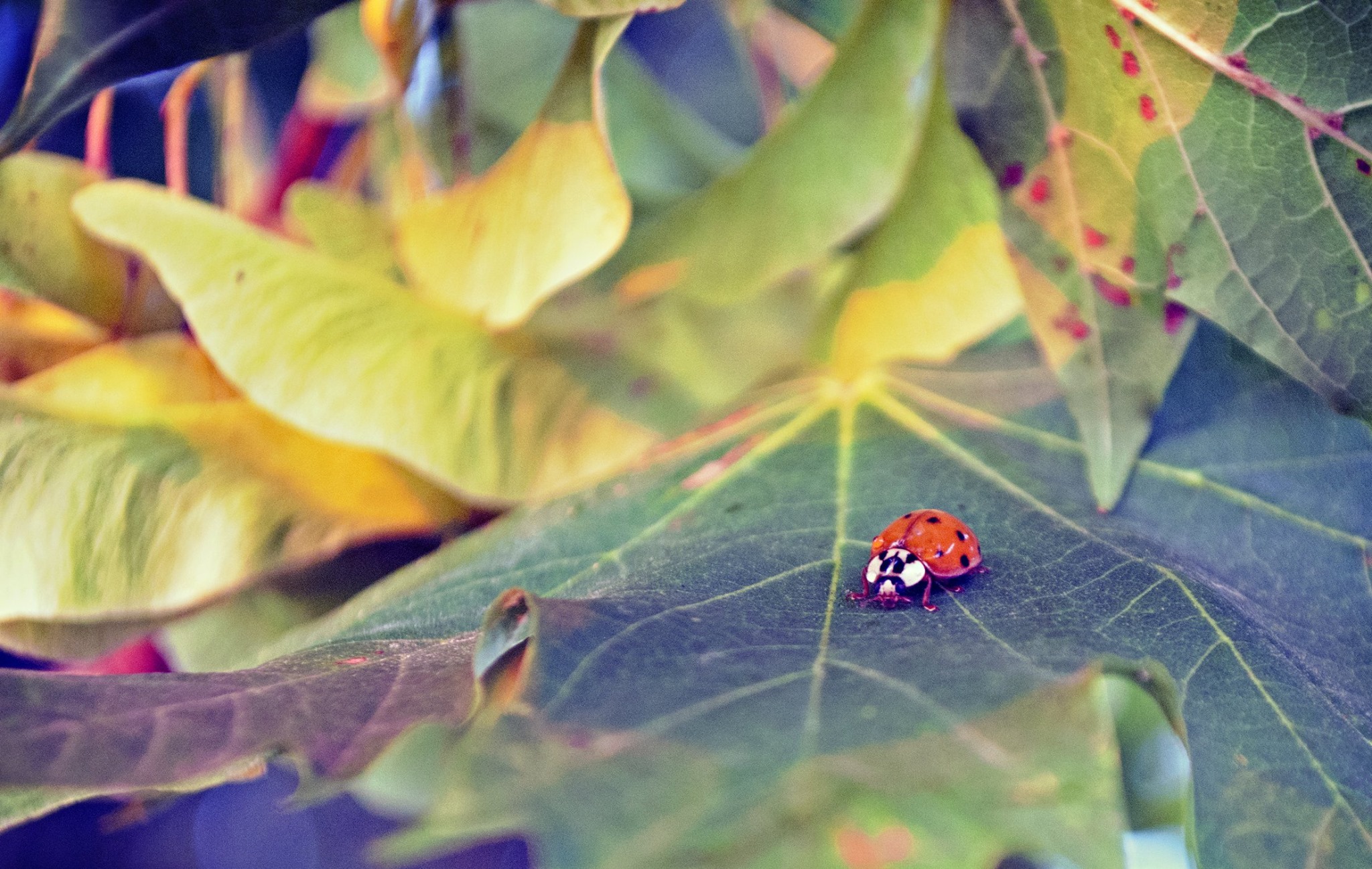 Una piccola coccinella