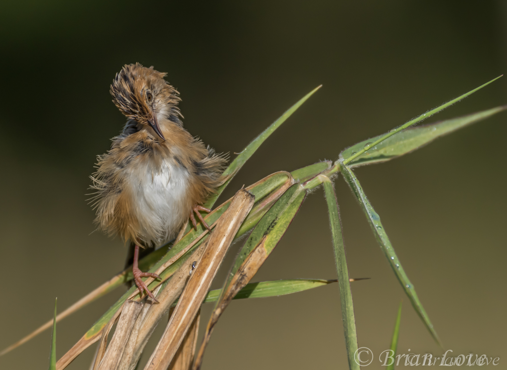 Golden-headed Cisticola