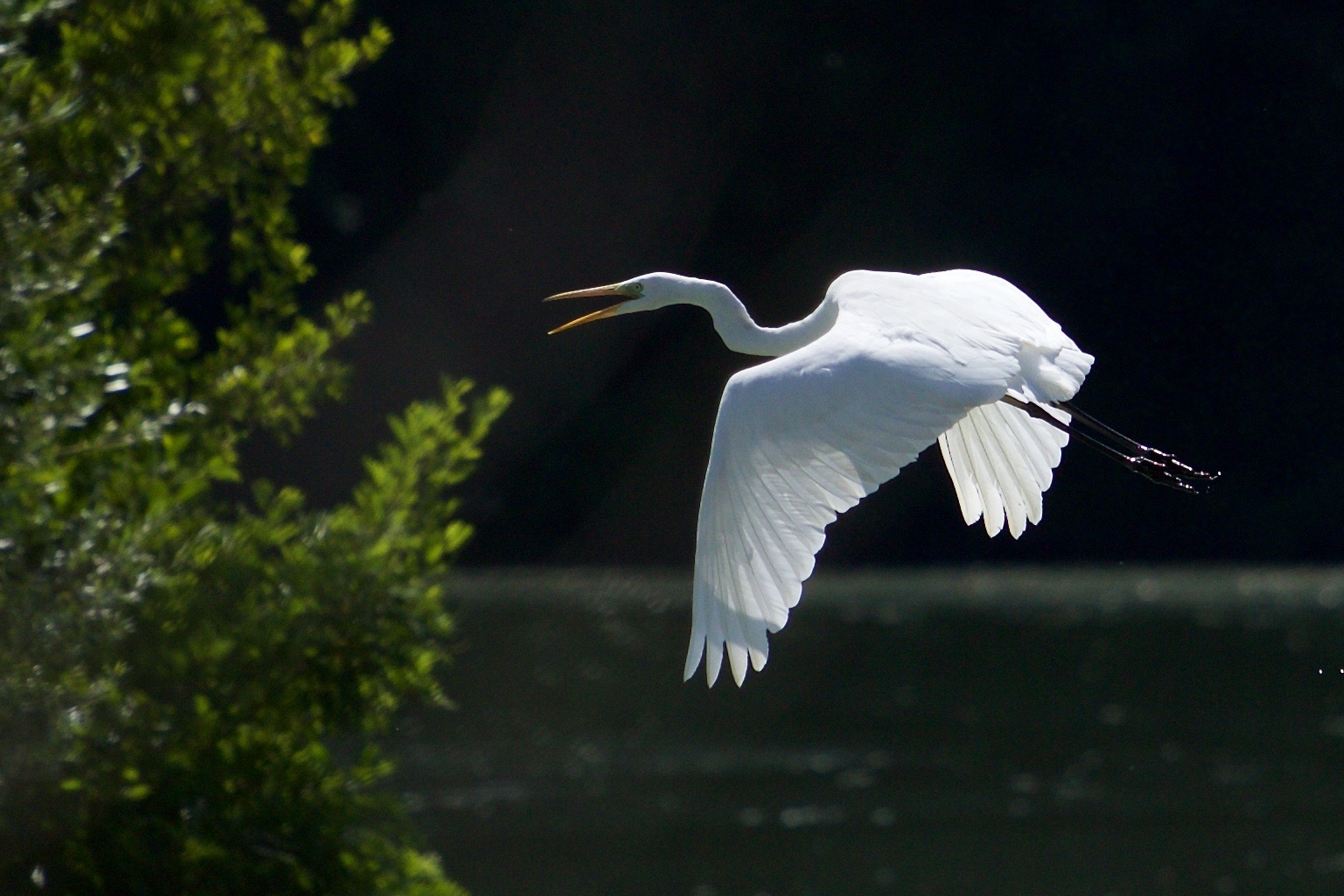 Major White Heron in flight