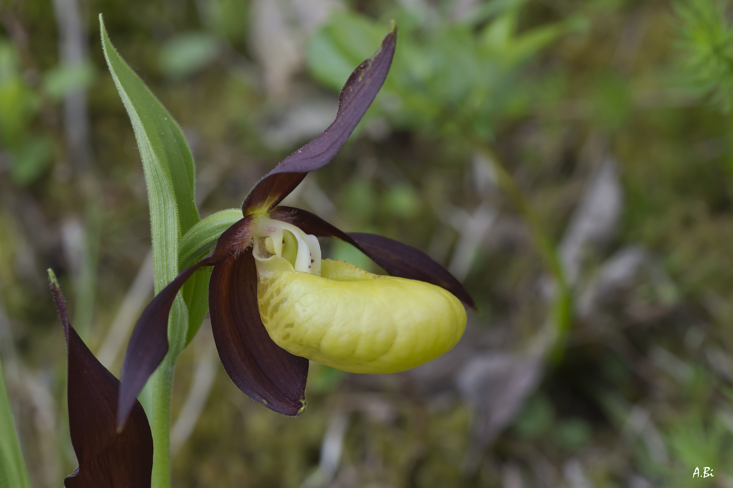 Cypripedium calceolus