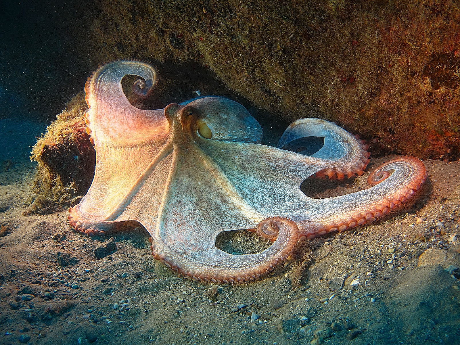 octopus