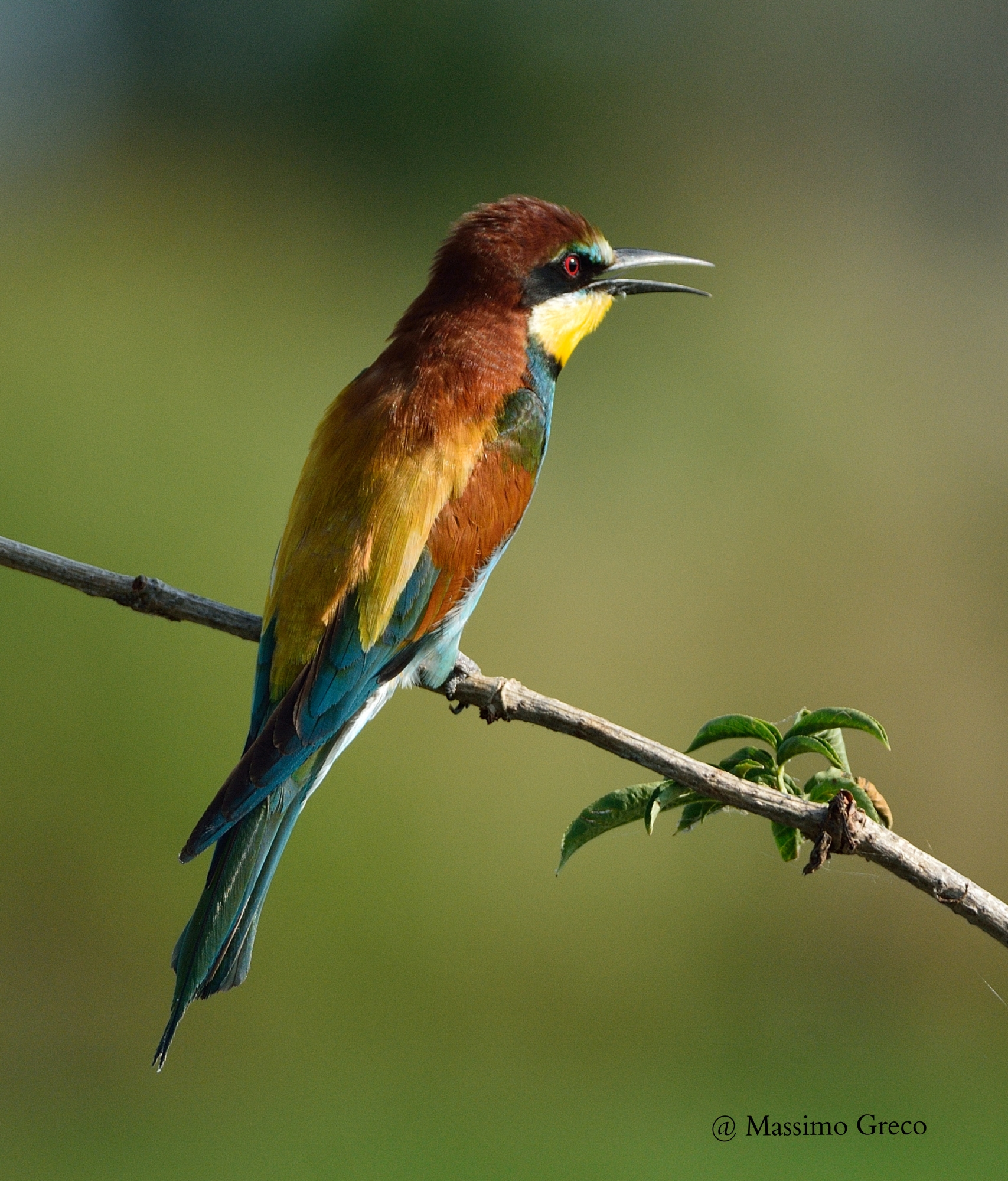 Bee Eater