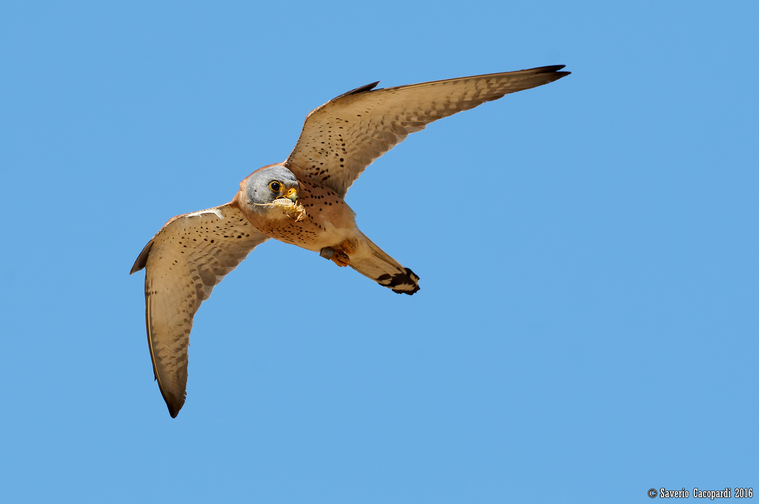 It no longer has its small!