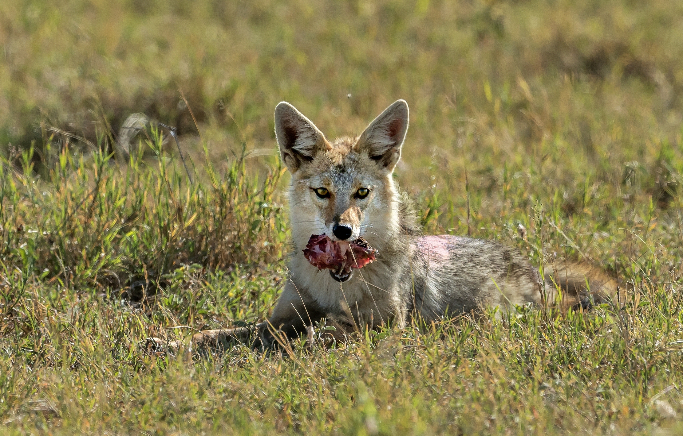Tanzania 2016 - Sciacallo dorato