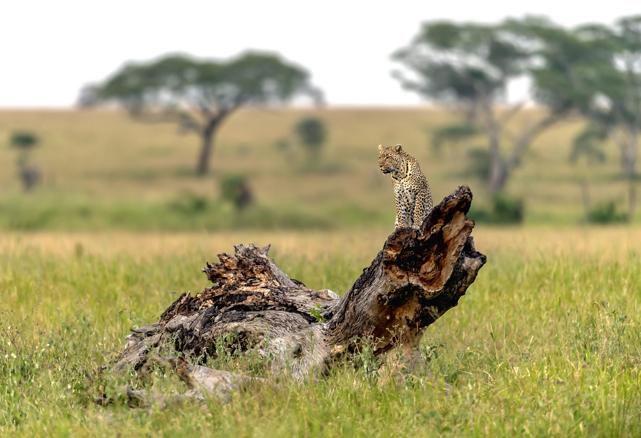 Tanzania 2016 - Leopard