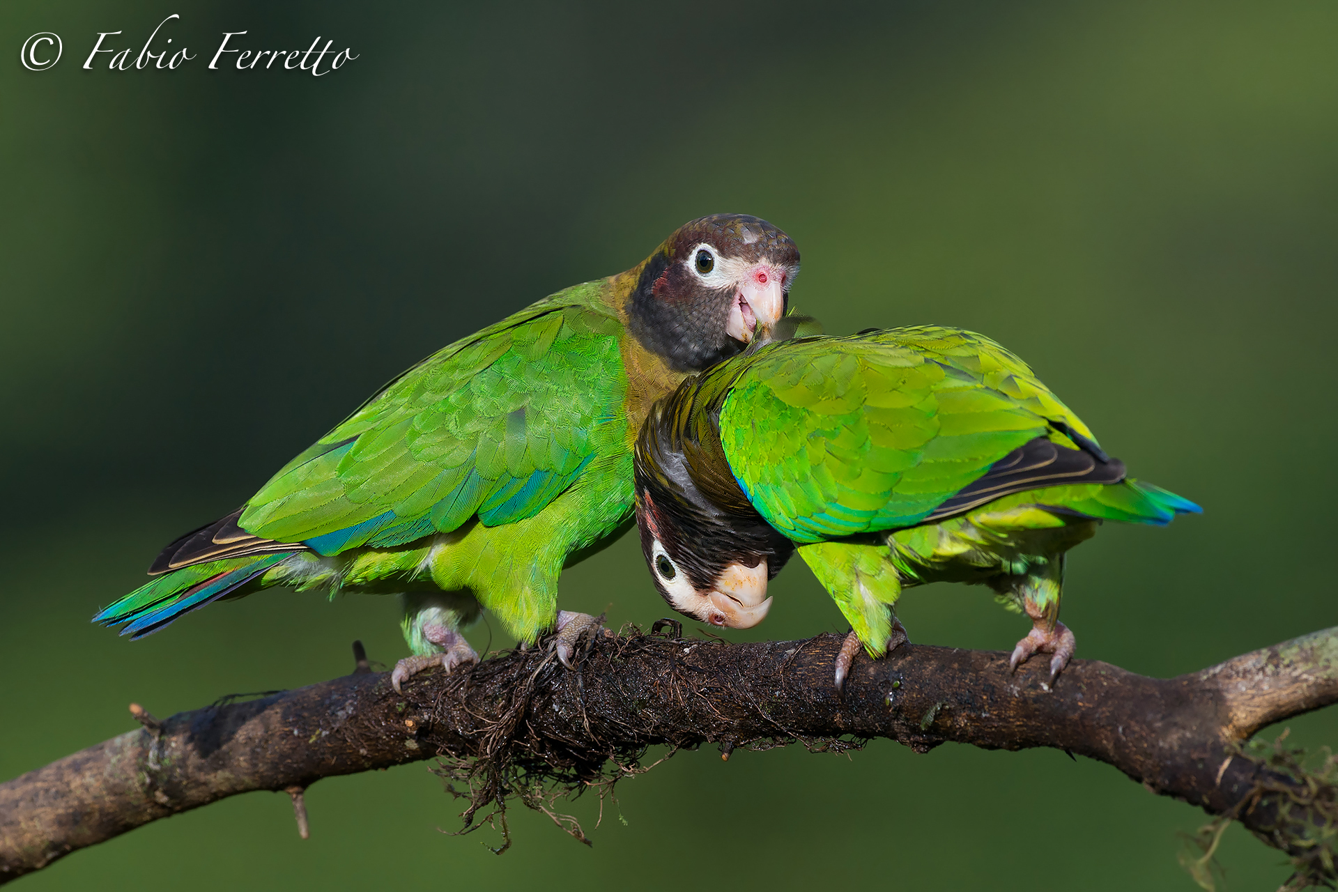 Brown-Hooded Parrot
