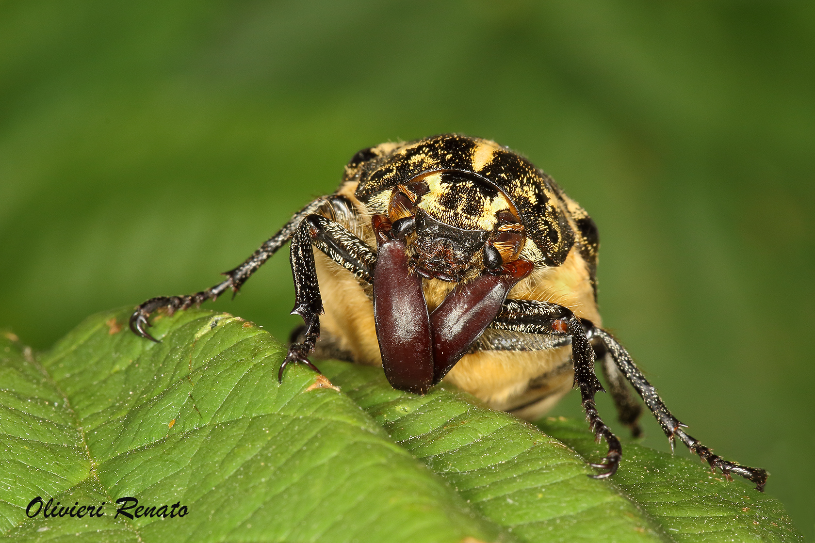 The beetle pines (Polyphylla fullo)