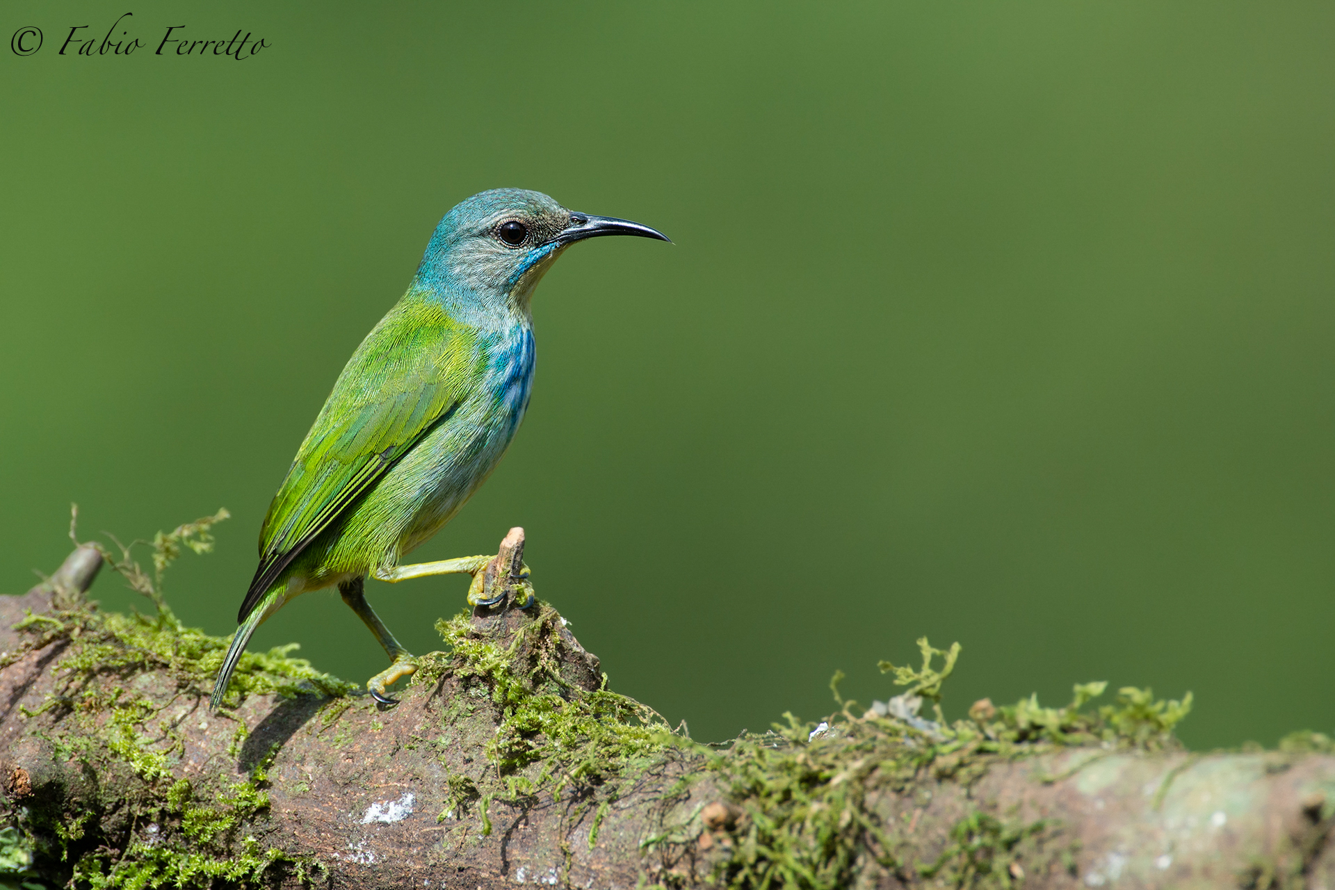 Shining Honeycreeper