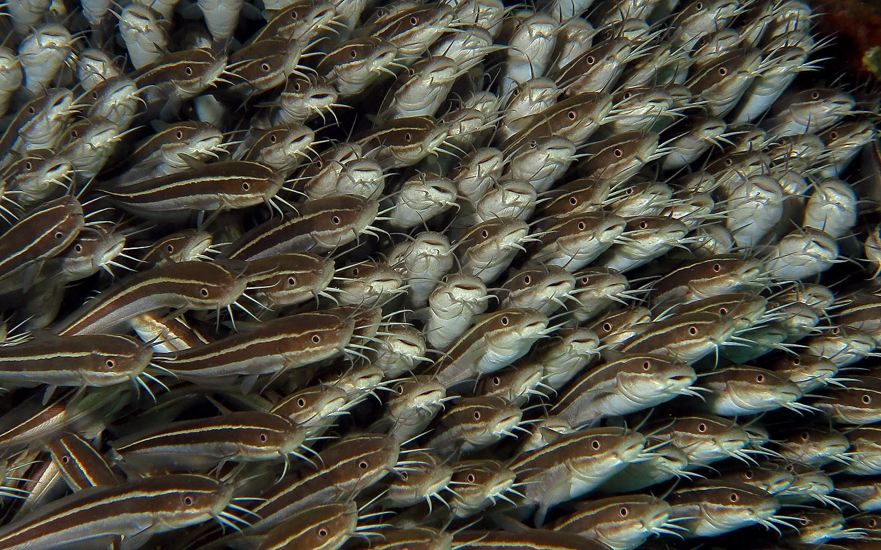 Il verme! Il verme!!! Vogliamo il verme!