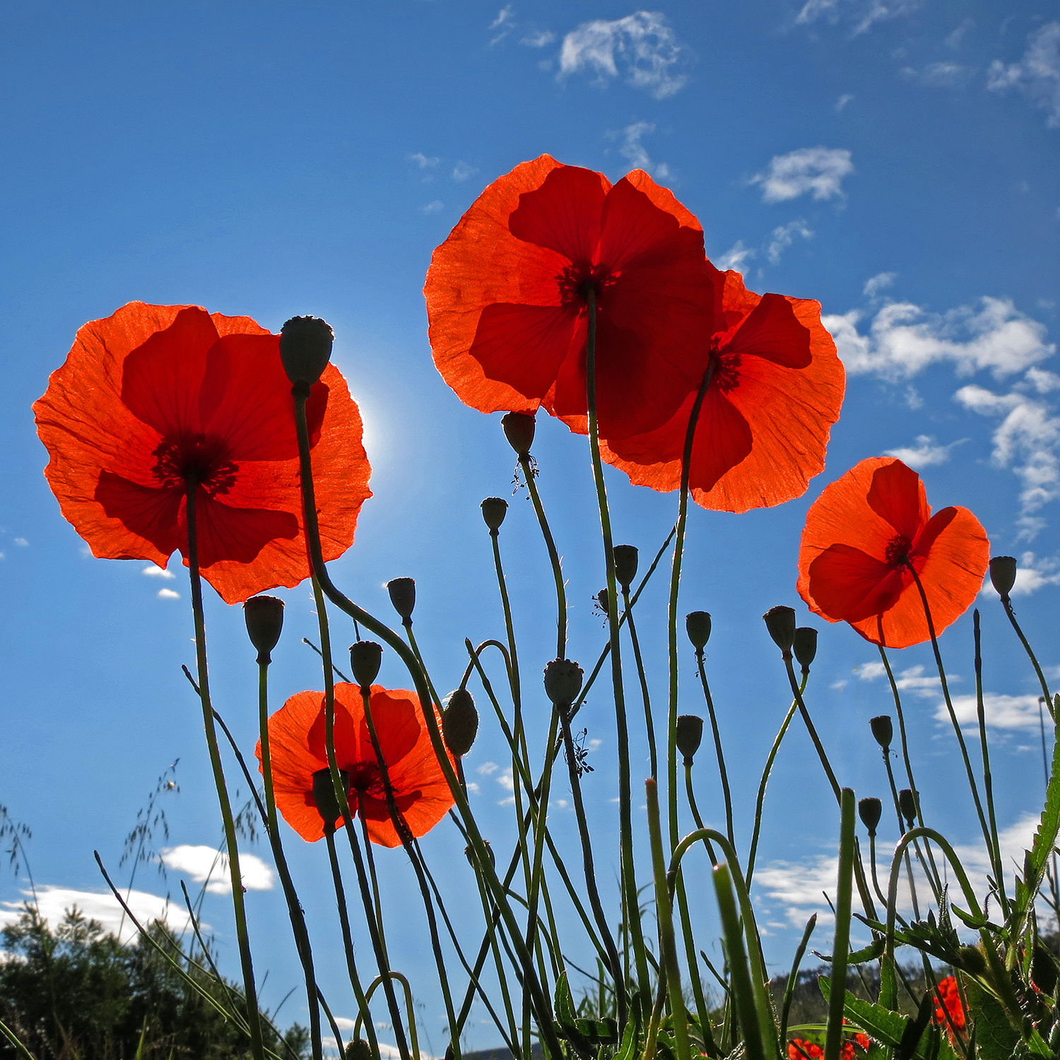 ... Poppies are high high high ...