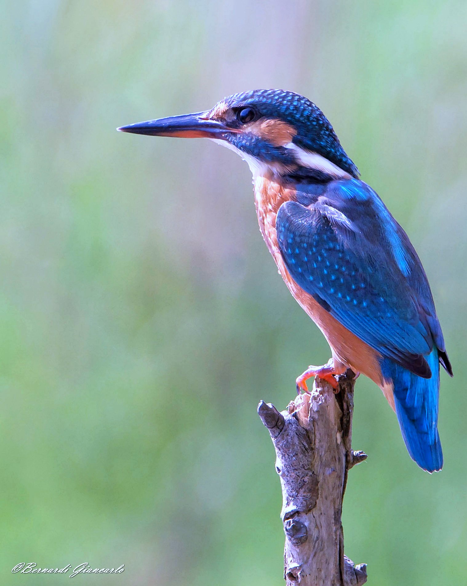 Kingfisher